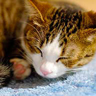 Румянцева Д