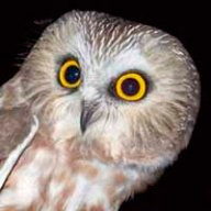 Неустроева Д