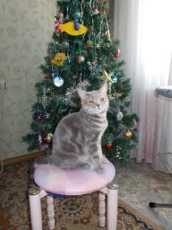 Шчарбакова П