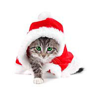 Брызгалина А