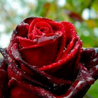 В_Савостенок