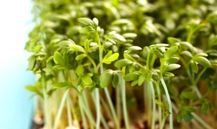 Кресс-салат на гарнир