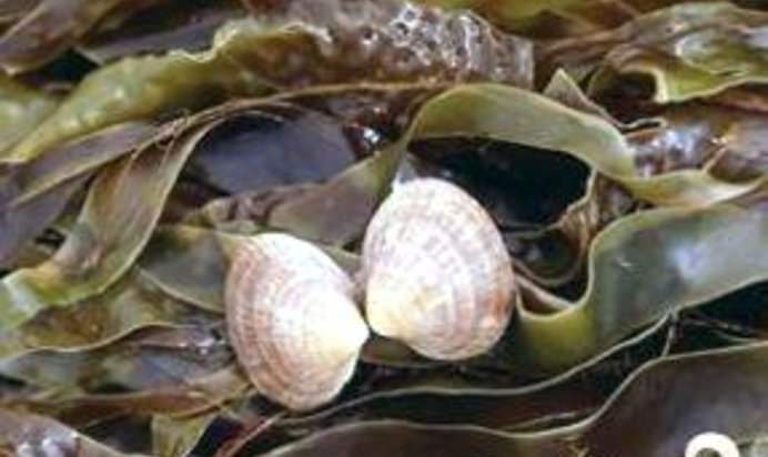 Квас из морской капусты