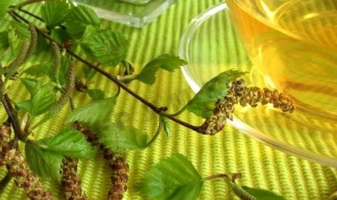 Настойка березовых почек