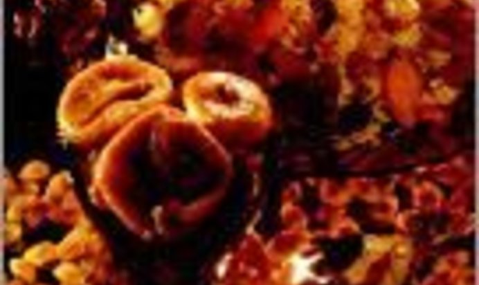 Плов фруктовый