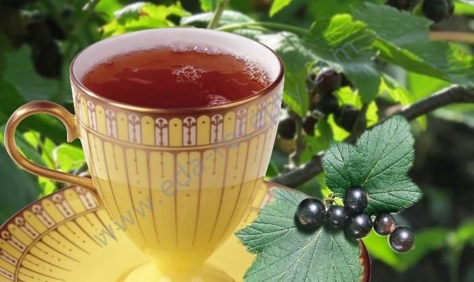 Чай из листьев смородины