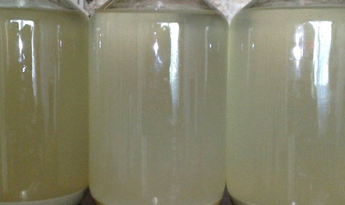 Брага из сахара и дрожжей