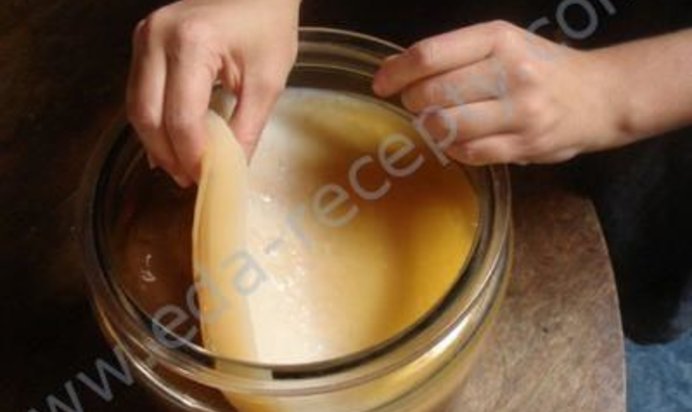 Чайный гриб