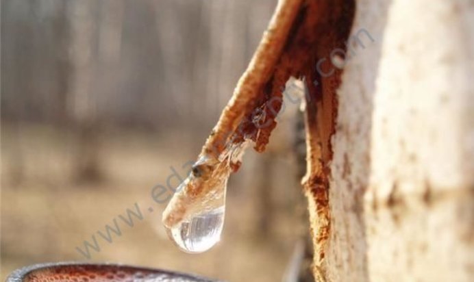 Березовое вино