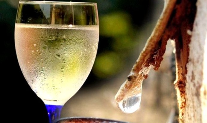 Вино из березового сока в домашних условиях