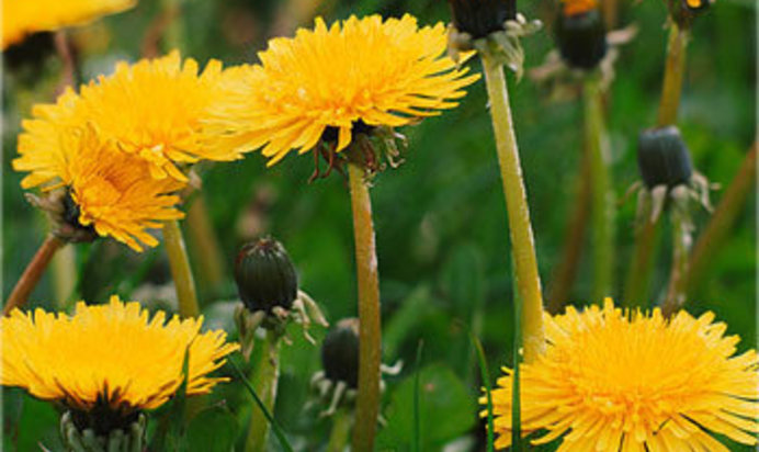Вино из одуванчиков