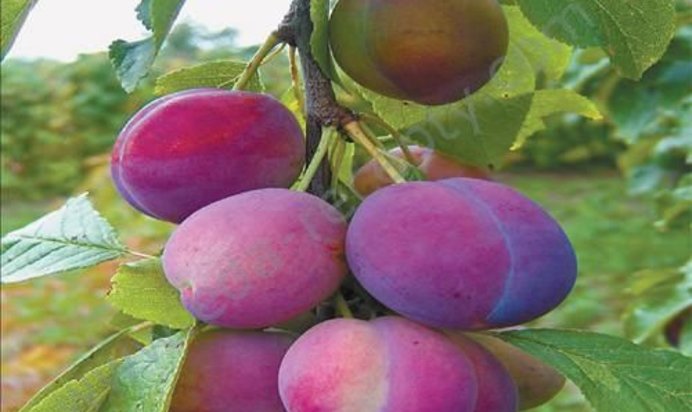 Домашнее вино из слив