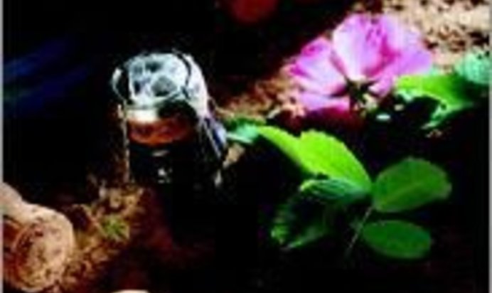 Вино из шиповника