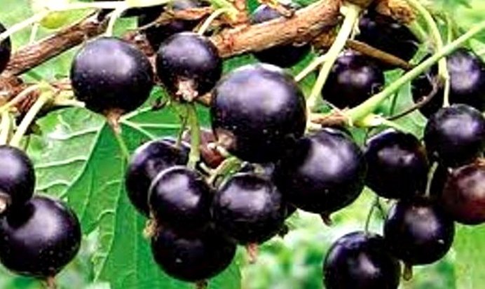 Смородиновый коктейль с яйцом