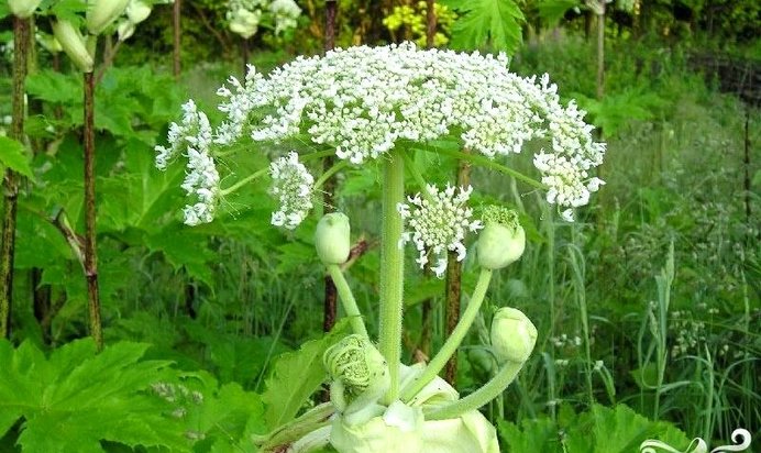 Квашеный борщевик