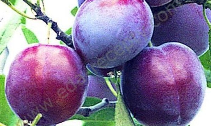 Вино из слив