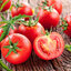 Все, что нужно знать о помидорах