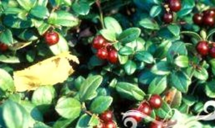 Брусничный квас