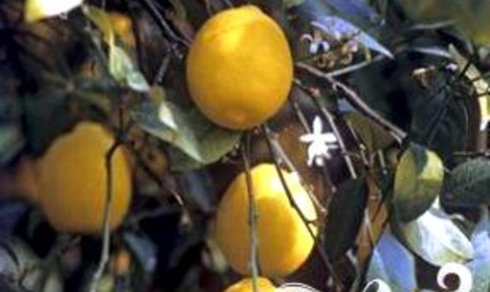 Лимонно-мятный квас