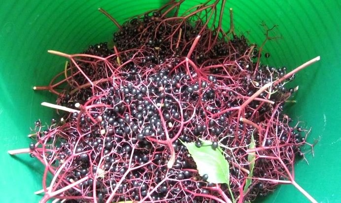 Компот из бузины