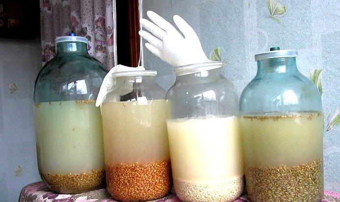 Брага из пшеницы