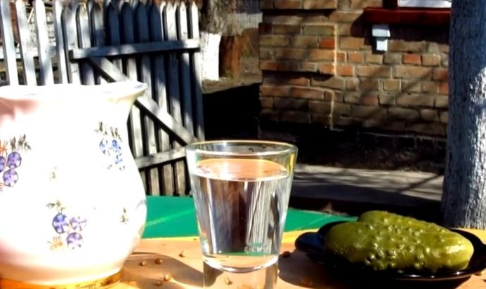 Брага на пророщенной пшенице