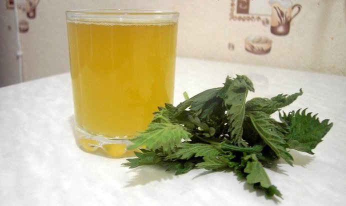 Квас из крапивы