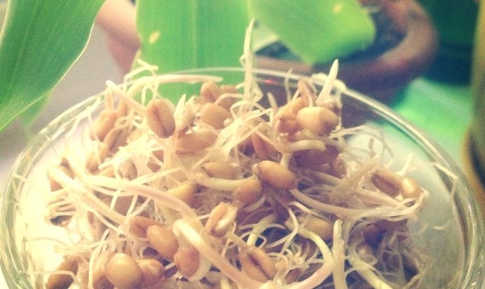 Напиток из проростков пшеницы (Реджвелак)