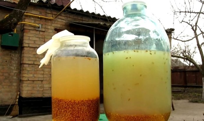 Брага на пшенице без дрожжей