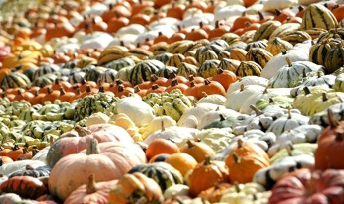 Тыквенный суп-пюре на овощном бульоне с карри