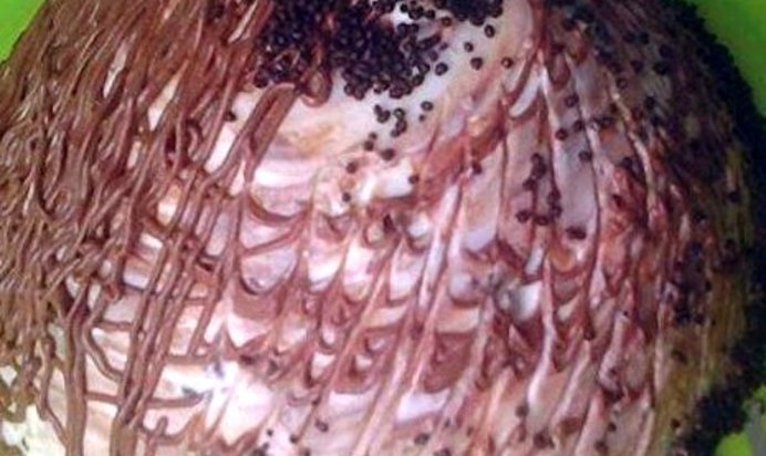 Торт «Санчо» коффейный с шоколадом