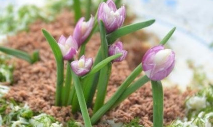 Салат Весенние подснежники