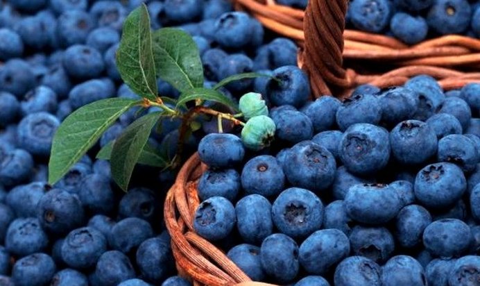 Компот из голубики на зиму